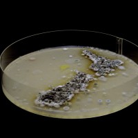 Culture David Milton Browne v2